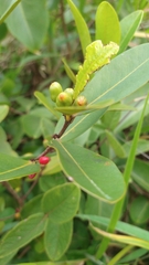 Erythroxylum campestre