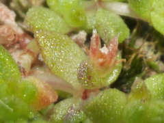 Crassula mataikona