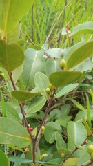 Erythroxylum campestre
