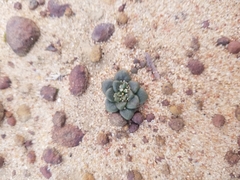 Dudleya brevifolia