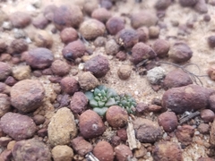 Dudleya brevifolia