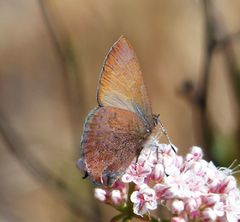 Callophrys augustinus iroides