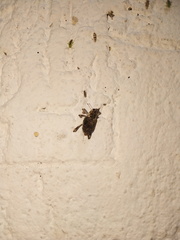 Zygops