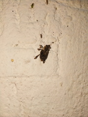 Zygops