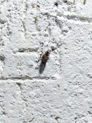 Zygops