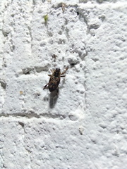 Zygops