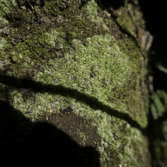 Fossombronia longiseta