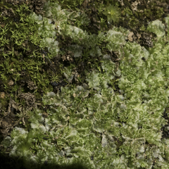 Fossombronia longiseta