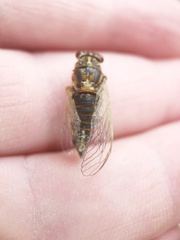 Rhodopsalta microdora