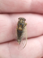 Rhodopsalta microdora