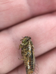 Rhodopsalta microdora