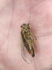 Rhodopsalta microdora