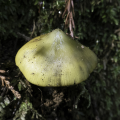 Hygrocybe olivaceonigra