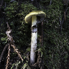 Hygrocybe olivaceonigra