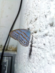 Cepheuptychia glaucina