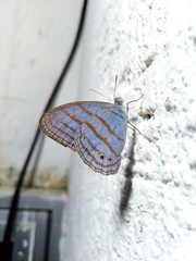 Cepheuptychia glaucina