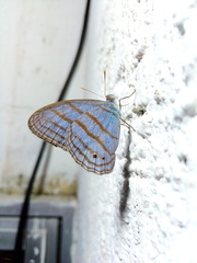 Cepheuptychia glaucina