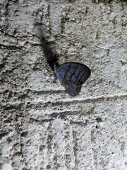 Cepheuptychia glaucina