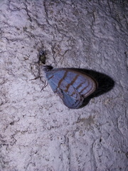 Cepheuptychia glaucina