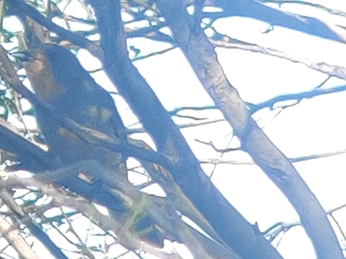 Red-lored Whistler (Pachycephala rufogularis)