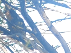 Pachycephala rufogularis