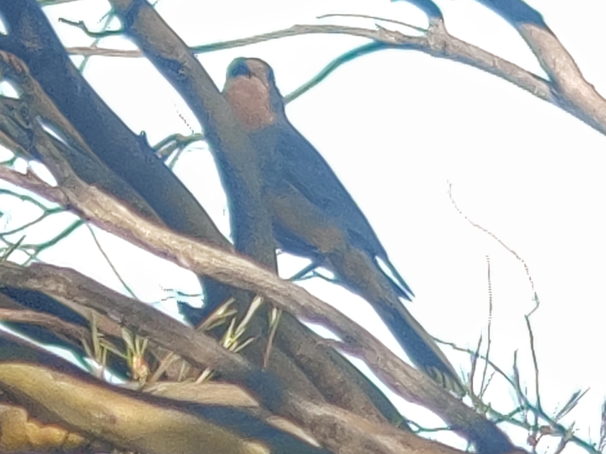 Red-lored Whistler (Pachycephala rufogularis), photo 2