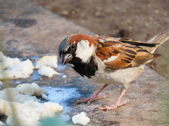 Passer domesticus