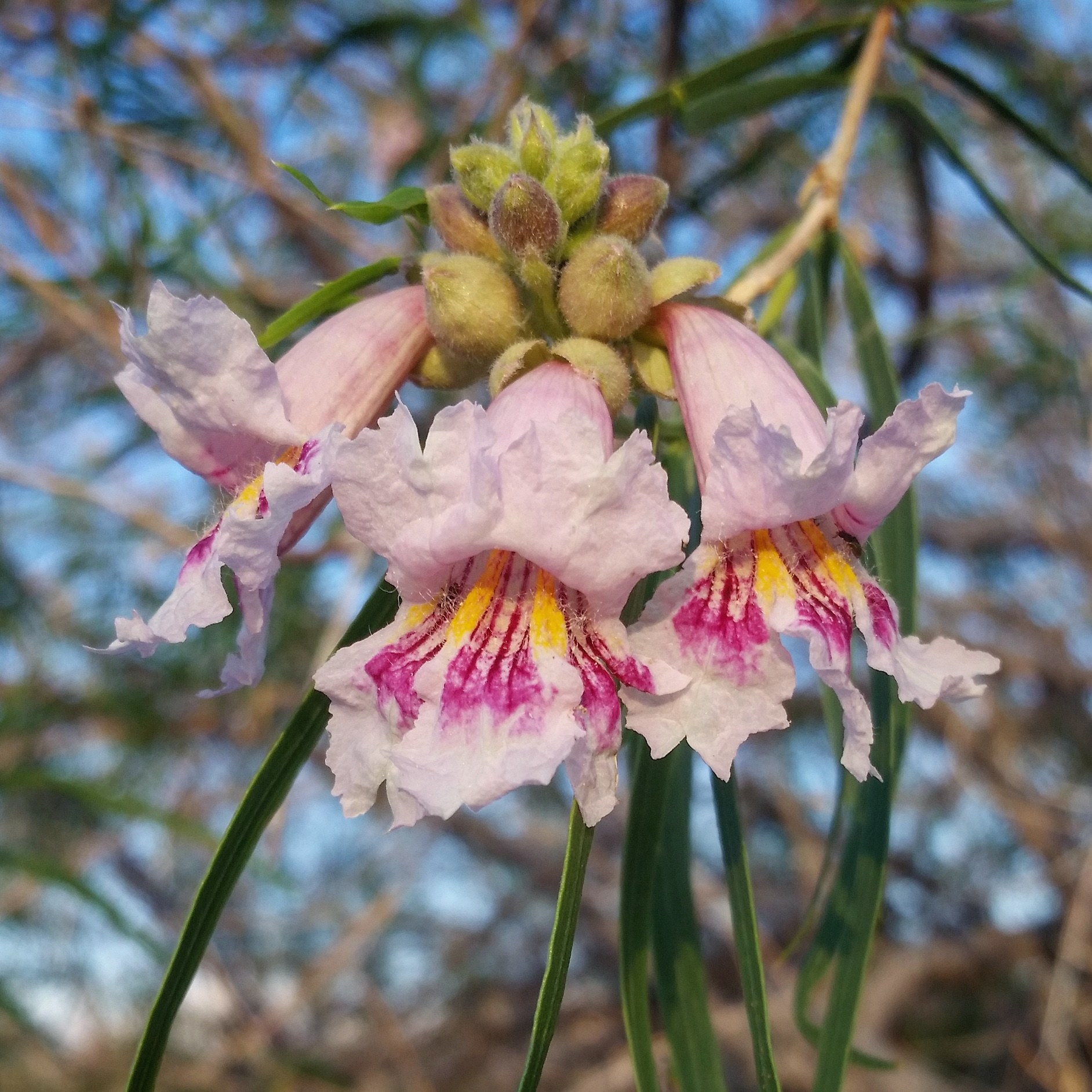 Chilopsis