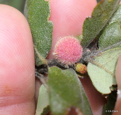 Burnettweldia washingtonensis