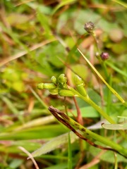Microtis oligantha