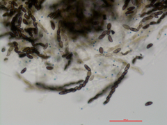 Xylaria bipindensis