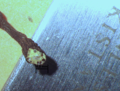 Xylaria bipindensis