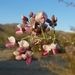 Desert Ironwood - Photo (c) David Greenberger, some rights reserved (CC BY-NC-ND), uploaded by David Greenberger