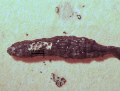 Xylaria bipindensis
