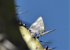 Thereus cithonius