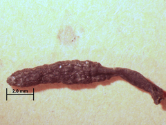 Xylaria bipindensis