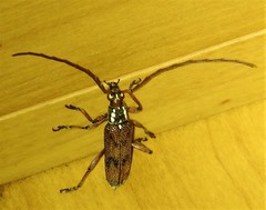 Strongylurus cretifer