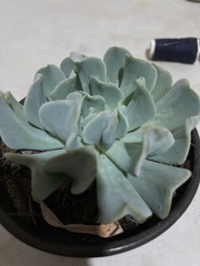 Echeveria runyonii