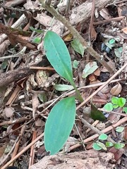 Chiloglottis cornuta