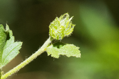 Malacothamnus densiflorus
