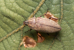 Coleoptera