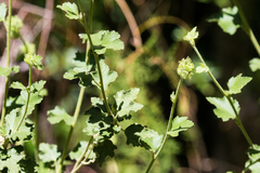 Malacothamnus densiflorus