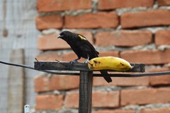 Icterus pyrrhopterus valenciobuenoi