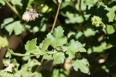 Malacothamnus densiflorus
