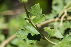 Malacothamnus densiflorus