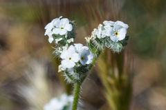 Cryptantha intermedia intermedia