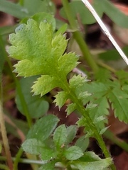 Leptinella squalida squalida