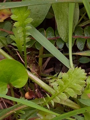 Leptinella squalida squalida