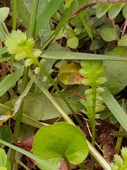 Leptinella squalida squalida