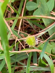 Leptinella squalida squalida